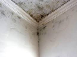 Why You Should Choose Our Mold Remediation Services in Chowchilla, CA